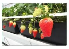 Buy OMRI-certified and renewable strawberry grow bags from RICOCCO