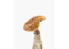 Best Shrroms Shop in Australia to Buy Shrooms, Edibles, Microdose and Grow kits