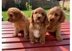 Super adorable Cavoodle puppies 
