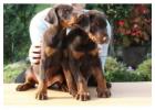 Top Quality Dobermann Puppies Available
