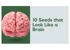 Seeds that Look Like a Brain