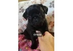Pug Puppies for sale| Pugs for sale near me| Cheap Pug puppies| Pug Puppies For Adoption