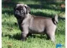 Teacup Pug puppies |Teacup pugs for sale | Teacup Pug puppies for Sale