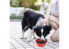 Convenient and Portable Dog Bowl for On-the-Go Pet Owners