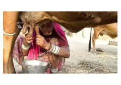 Buy Fresh A2 Milk in Mumbai - High-Quality Desi Cow Milk